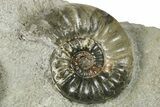 Fossil Jurassic Ammonite (Asteroceras) Cluster - Dorset, England #265208-2
